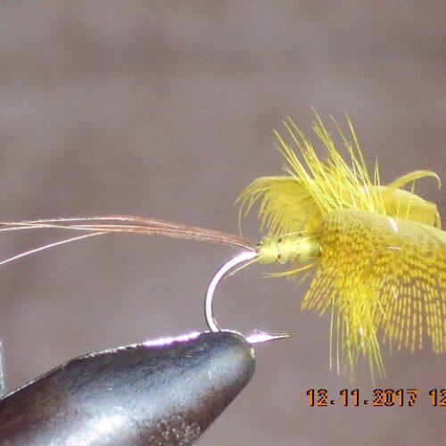 Mayfly yellow drake